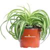 eGarden.store Pianta vera di Clorofito Chlorophytum Comosus Bonnie variegata da interno