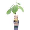 eGarden.store Pianta vera di Kiwi Giallo Actinidia Deliciosa Femmina da frutto commestibile