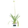 eGarden.store Pianta di Agapanto Agapanthus pianta da fiore vera ornamentale da esterno