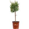 eGarden.store Pianta di Melograno Nano Alberello Punica ornamentale compatta da esterno