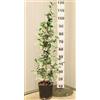 POWERS TO FLOWERS - GELSOMINO RAMPICANTE, RINCOSPERMUM, Vaso 18cm, Altezza 100cm