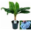 POWERS TO FLOWERS - BANANO A FRUTTO BLU, (BLUE JAVA) VASO 17CM, PIANTA DEL BANAN
