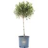 Vannucci Piante - Olea europaea Frangivento, Olivo, Pianta vera in vaso, Pianta