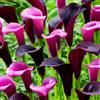 DUTCH BULBS EXCLUSIVE PLANTS FROM HOLLAN Bulbi Calle Zantedeschia - Viola Mix - 5 Bulbi Fiori - Viola - Mischung Sammlung