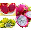 Vivai VALTELLINA 3 PIANTA DI PITAYA VARIETA' GIALLA,ROSSA,BIANCA 30-40 CM, FRUTTO DEL DRAGO,ZAMOR