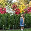 FLORIUM - Collezione di gigli ad albero giganti (15 bulbi 15 Mehrfarbig 15 unità