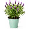 I GIARDINI DI GIULIA - Pianta di Lavanda in Vaso Ø14 cm - Altezza 30 cm - Pianta
