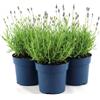 Vivaio di Castelletto Lavanda "Lavandula angustifolia officinalis" 3 piante aromatiche in vaso ø14 cm