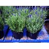 Vivaio di Castelletto Lavanda "Lavandula angustifolia officinalis" pianta aromatica in vaso ø14 cm Viv