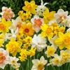DUTCH BULBS EXCLUSIVE PLANTS FROM HOLLAN Bulbi Fiori Perenni da Esterno - 50 Bulbi di Narciso Col Multicolore - Narcissus