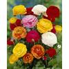 Flora Import 15 X Ranuncoli Mix - Ranuncoli Misti - Bulbi Di Alta Qualità (15)