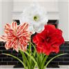 DUTCH BULBS EXCLUSIVE PLANTS FROM HOLLAN Bulbi di Amaryllis Budget Collezione - 3 Bulbi Fiori in grande formato 26/28 - P