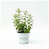 Vandas Citronella Pianta Antizanzare Vaso 14 cm Pianta Aromatica Repellente Natu