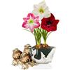 DUTCH BULBS EXCLUSIVE PLANTS FROM HOLLAN Bulbi di Amaryllis Collezione Economico - 3 Bulbi Fiori in grande formato 26/28