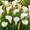 DUTCH BULBS EXCLUSIVE PLANTS FROM HOLLAN Bulbi Calle Zantedeschia - White Passion - 5 Bulbi Fiori Bianco - White Passion