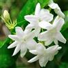 Vivaio di Castelletto Gelsomino bianco "Jasminum officinalis" 3 piante rampicanti in vaso ø9 cm Vivaio