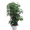 eGarden.store pianta di Schefflera Arboricola vera ornamentale verde e variegata da interno