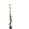 eGarden.store Pianta di Rhyncospermum Jasminoides o Falso Gelsomino vera rampicante da esterno