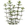 eGarden.store Pianta vera di Ortensia Hydrangea Paniculata Vanille Fraise v40 cm da esterno