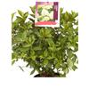 eGarden.store Pianta vera di Ortensia Hydrangea Paniculata Limelight v40 cm da esterno