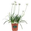eGarden.store Pianta di Agapanto Agapanthus pianta da fiore vera ornamentale da esterno