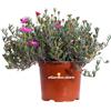 eGarden.store Pianta di Lampranthus Productus Purple vera succulenta da fiore ornamentale