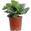 eGarden.store Pianta vera di Bergenia Cordifolia fiore rosa cespuglio ornamentale da esterno