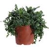eGarden.store Pianta vera di Ficus Pumila o Repens ornamentale tappezzante da esterno