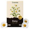 Grounding - Semi di Margherita, 10.000+ semi, altezza 15 cm - Ideale per prato,