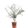 eGarden.store Pianta vera di Quercia Da Sughero Quercus Suber v.19 cm ornamentale da esterno