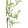 eGarden.store Pianta di Lagerstroemia Indica pianta vera vari colori ornamentale da esterno