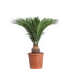 eGarden.store Pianta di Cycas Revoluta pianta vera ornamentale palma vera da esterno giardino