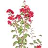 eGarden.store Pianta di Lagerstroemia Indica pianta vera vari colori ornamentale da esterno