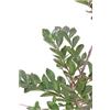 eGarden.store Pianta di Lagerstroemia Indica pianta vera vari colori ornamentale da esterno