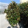 Vivaio di Castelletto Pianta di Magnolia Grandiflora Gallisoniensis in mastello