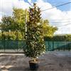 Vivaio di Castelletto Pianta di Magnolia Grandiflora Gallisoniensis in mastello