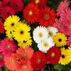 Tûche Semi fiori GERBERA GIGANTE MISCUGLIO In Busta Ermetica MADE IN ITALY Qualità sup