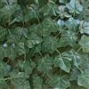 Divy Hedera plus 100X300 Cm Verde, Siepe Sintetica Con Foglie in Polietilene Tip