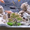 Accessori Per Acquario Vegetazione Del Serbatoio Pesce Paesaggistica