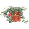 eGarden.store Pianta vera di Verbena Peruviana fiore rosso tappezzante ornamentale da esterno
