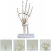 Scheletro della mano articolato anatomico articolato con base