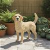 Statua Di Labrador, Statua Di Cane Realistica, Scultura Di Cane Naturalistica