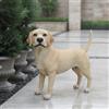 Statua Di Labrador, Statua Di Cane Realistica, Scultura Di Cane Naturalistica