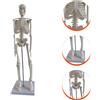 Modello Educativo Scheletro Anatomico Scientifico Strumenti Didattici