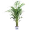 eGarden.store Pianta di Areca Dypsis Lutescens palma vera sempreverde ornamentale da interno