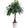 eGarden.store Pianta di Pachira Acquatica Intrecciata pianta vera ornamentale da appartamento