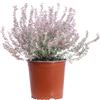 eGarden.store Pianta vera di Teucrium Marum profumato ornamentale fiore rosa da esterno