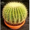 vivaio Il Giardino di Maya cactus e succ ECHINOCACTUS GRUSONII Ø31 cm CACTUS PIANTE GRASSE AGAVE SUCCULENTE m34