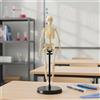 Modello di Scheletro Umano Didattico Modello Anatomico Mobile per Aula,