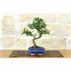 Pollice Verde Bonsai di Olmo Cinese vaso cm. 15